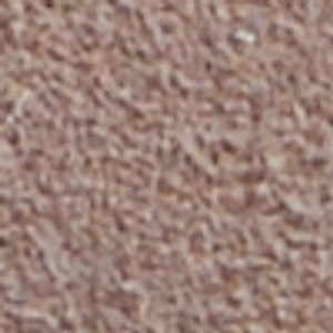 Authentic Original? 2-Eye Boat Shoe - Image 7